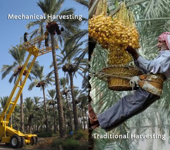 Dates Fruit Season-Harvesting