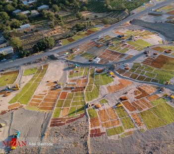 Harvesting Iranian Raisins