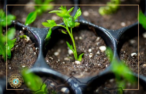 When to plant pistachio seedlings