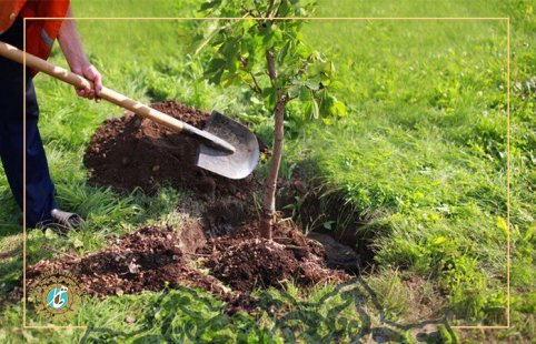 How to plant pistachios