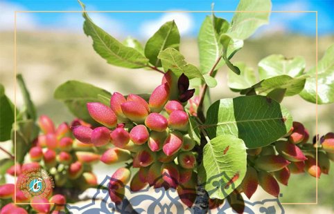 final How old is the pistachio tree