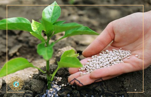 final Suitable fertilizers for pistachio trees