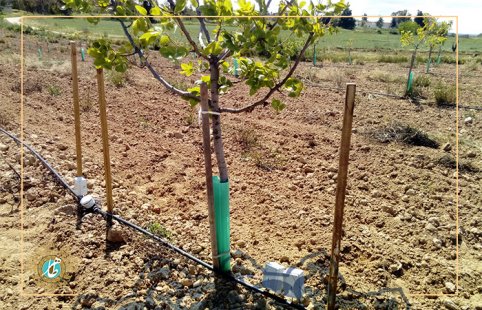 The amount of water required by the pistachio tree