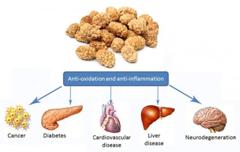 Mulberry The Healthy Snacks