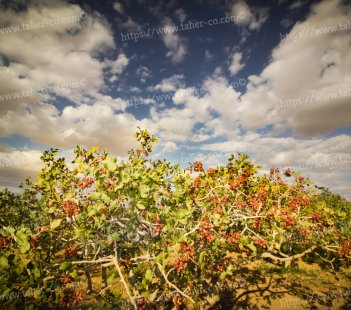 The Iranian Pistachio Industry (Farming)