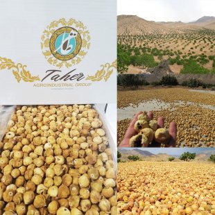 Dried Figs Harvest Started