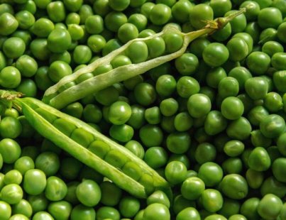 ALL ABOUT PEA PLANTING