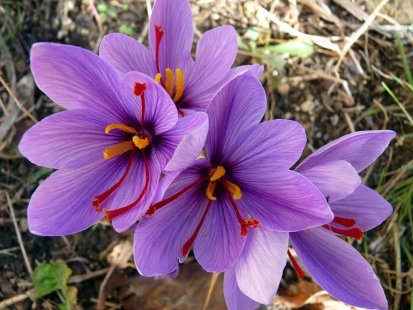 Soil suitable for growing saffron