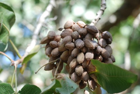 what is a pistachio Stigmatomycosis