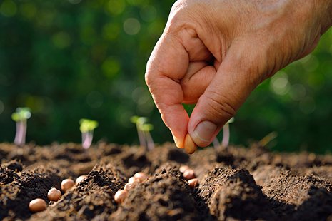 Suitable conditions for pistachio seed germination and growth