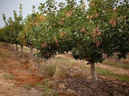Pistachio planting stages from zero to one hundred