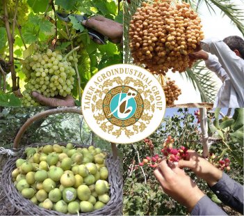 When is harvest season?